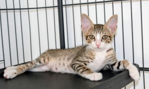 Bento, Baby Male Domestic Short Hair