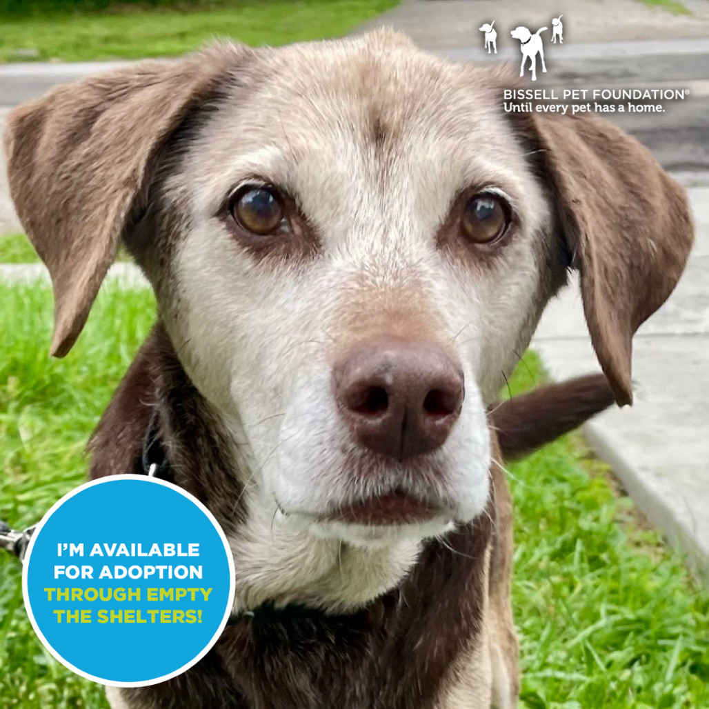 Kendall- $70 Bissell Sponsored Adoption Fee!