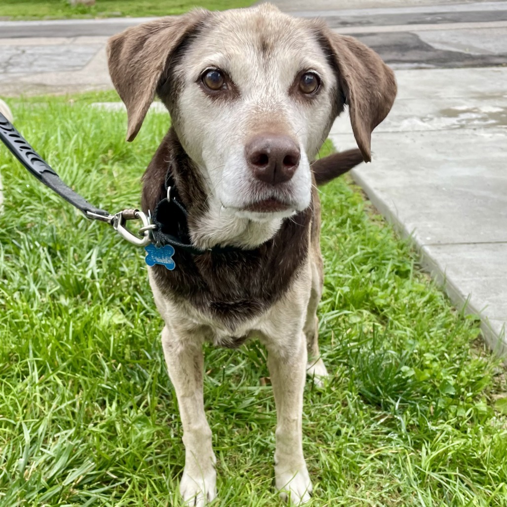 Kendall- $70 Bissell Sponsored Adoption Fee!
