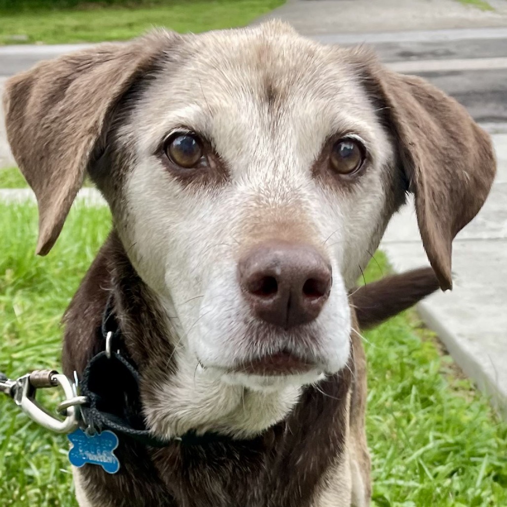 Kendall- $70 Bissell Sponsored Adoption Fee!