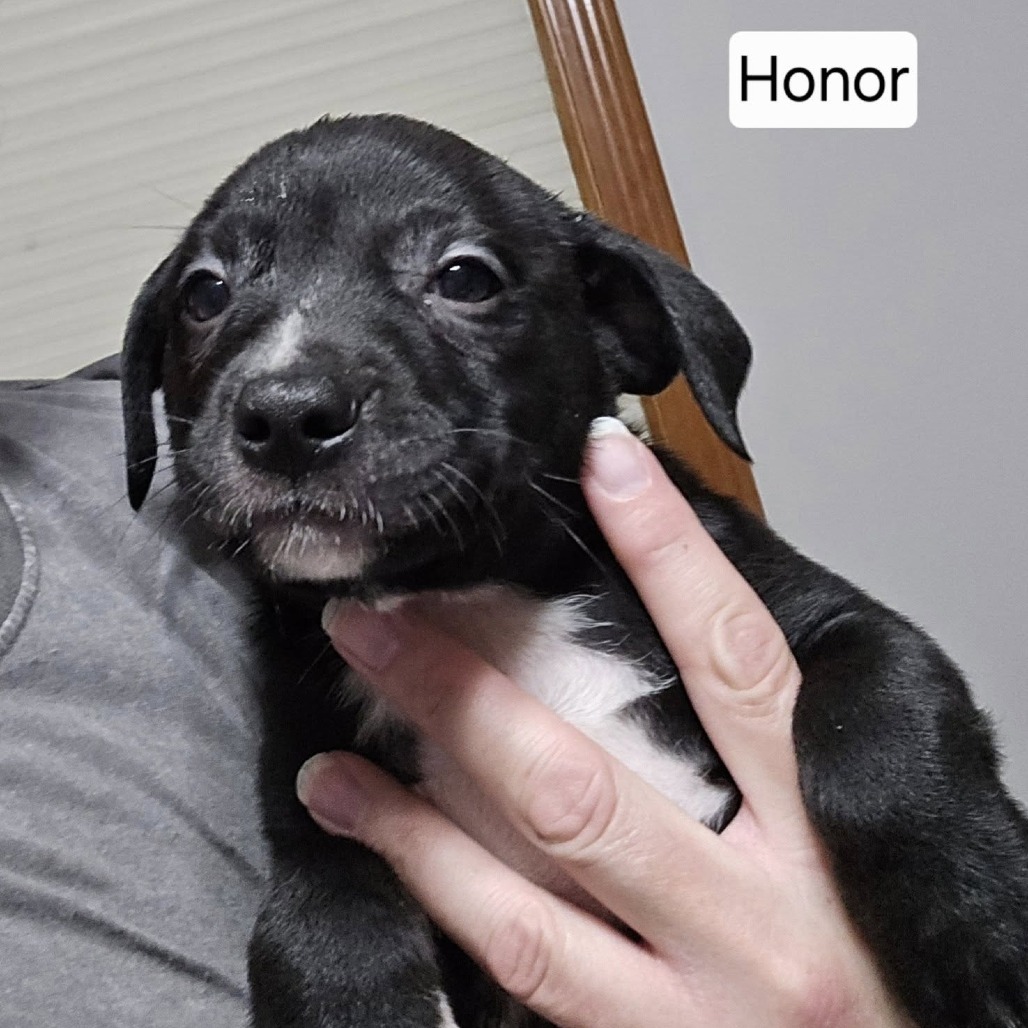 Honor