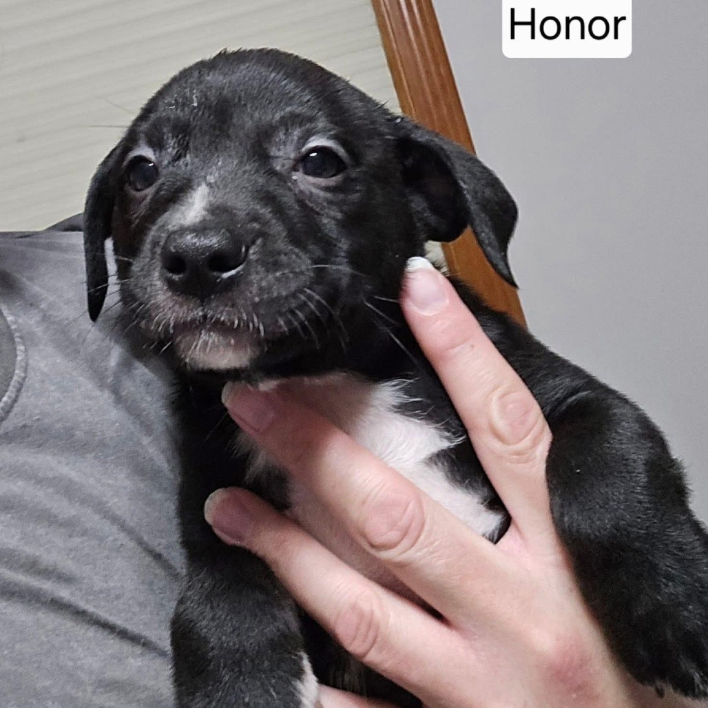 Honor