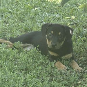 Arlington, Baby Female Mixed Breed