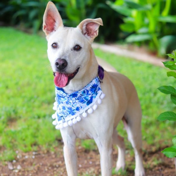 Garrison thumbnail 4