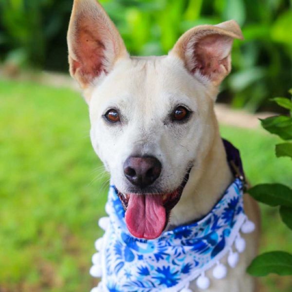 Garrison thumbnail 5