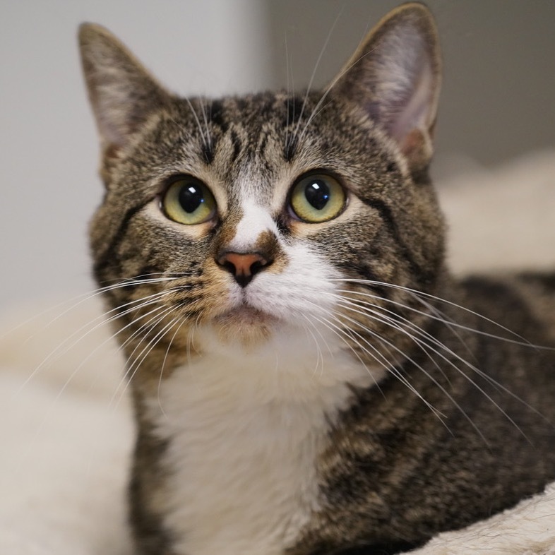 Stouffer's, an adoptable Domestic Short Hair in Park City, UT, 84098 | Photo Image 1