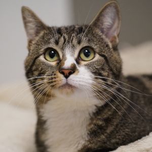 Stouffer&#39;s, Adult Female Domestic Short Hair