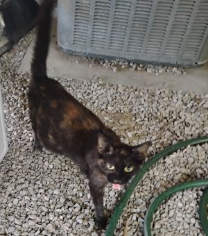 June, Young Female Domestic Short Hair