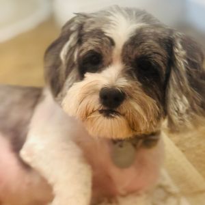 Ellie Marie is a goofy Shih Tzu mix She can bite or snap if scared It took her 2-3 days