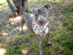 Toby Mixed Breed Dog
