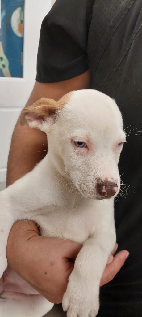 Asha puppy 1(Violet)