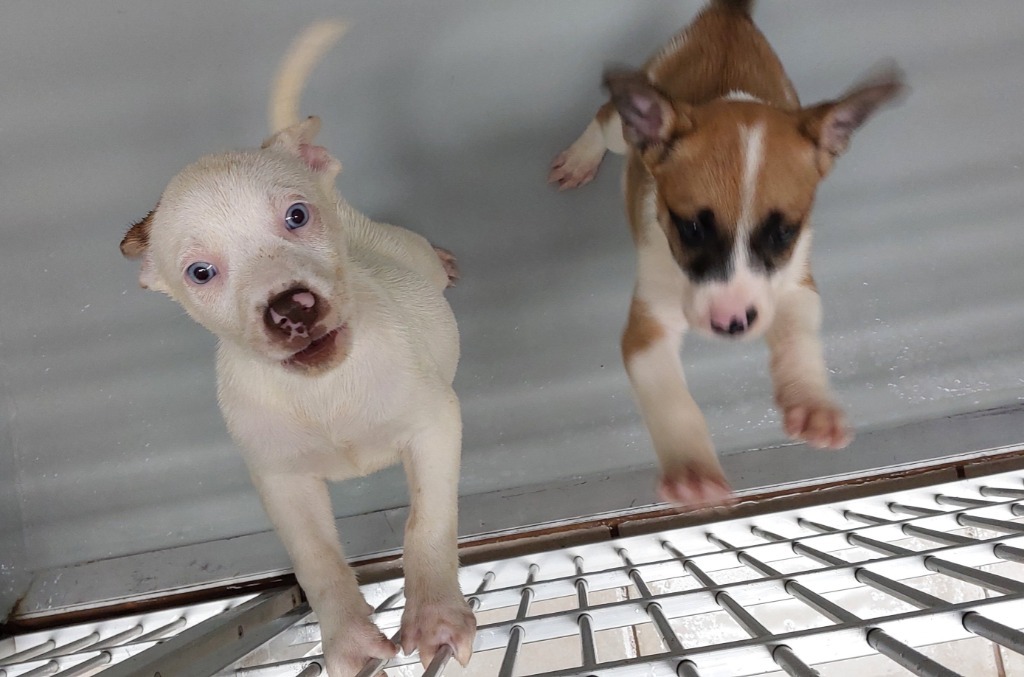 Asha puppy 1(Violet)