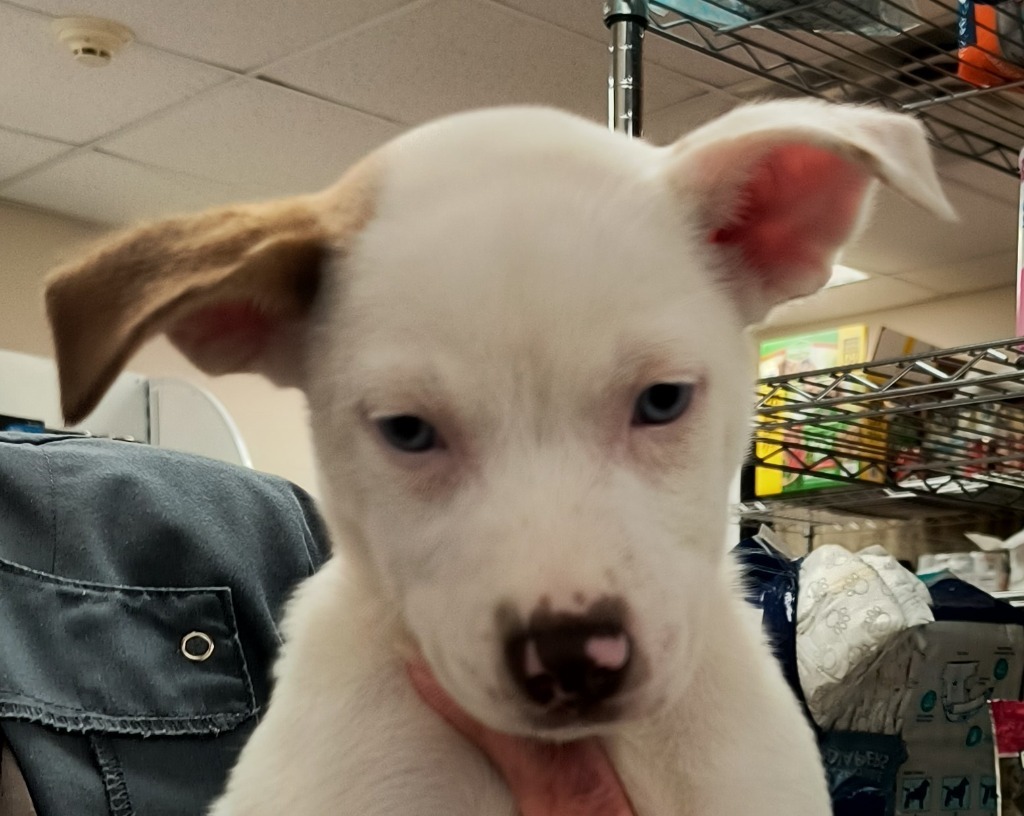 Asha puppy 1(Violet)