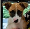 Asha puppy 5(Ebony) photo 1