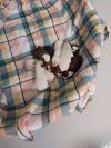 Asha puppy 5(Ebony) photo 2