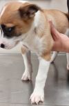 Asha puppy 5(Ebony) photo 3
