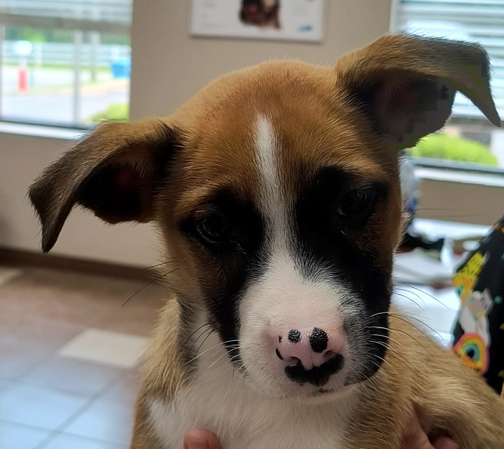 Asha puppy 7(Chestnut)