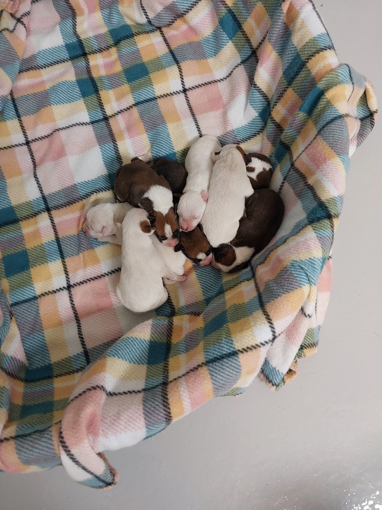 Asha puppy 7(Chestnut)