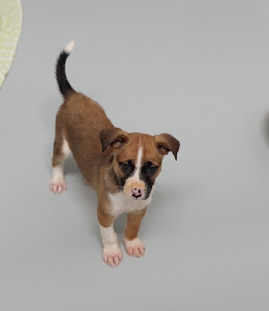 Asha puppy 7(Chestnut)