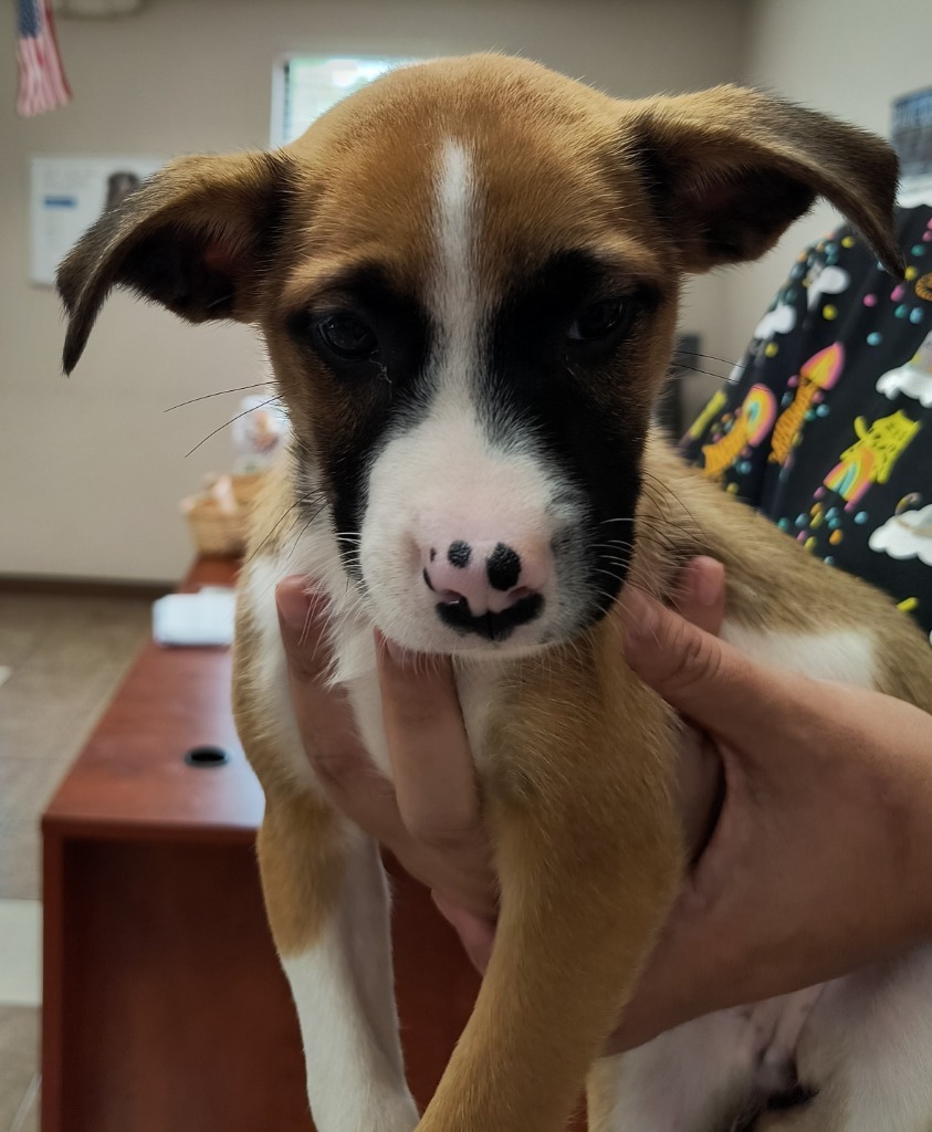 Asha puppy 7(Chestnut)