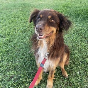 Marley was rescued from a pound in Okanogan County He was free roaming the reservations over there