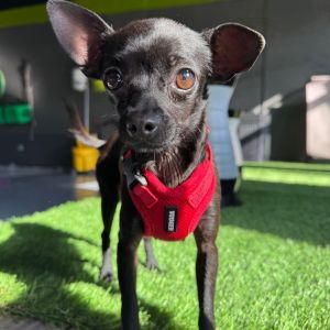 Luna Chihuahua Dog