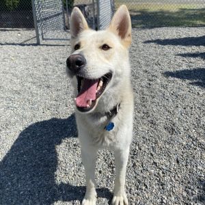 Rocky Husky Dog