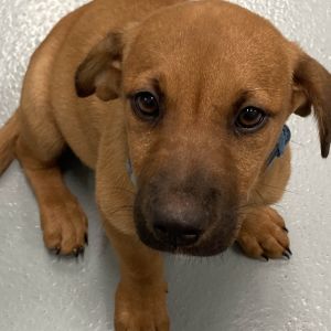 Sugar, Baby Female Black Mouth Cur
