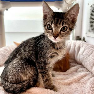 Minestrone Domestic Short Hair Cat