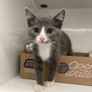 Xavier Samuel Domestic Short Hair Cat