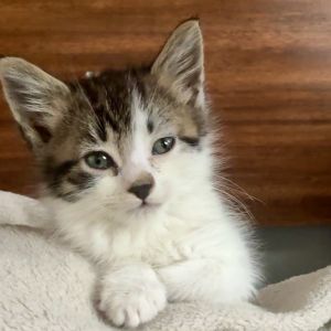 Jynx Domestic Short Hair Cat