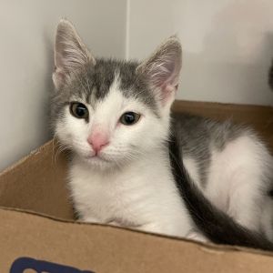 Xander Berkeley Domestic Short Hair Cat