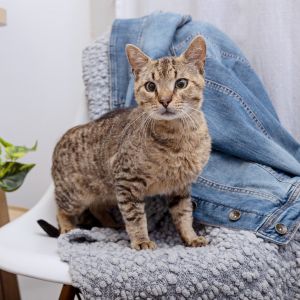 If youre a sweet and kind soul Dickens will reward you with his quiet companio