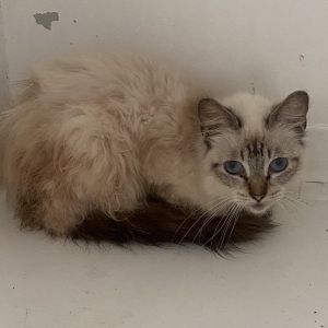 Momo is 14-years old and just arrived at Best Friends Her caregivers are workin