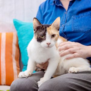 Looking for a quiet companion with a heart full of love Meet Sand Castle a sof