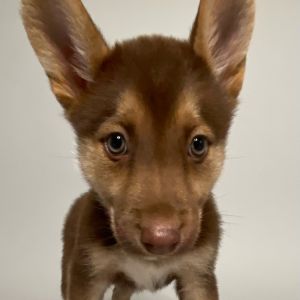 This little 2-month-old bundle of joy Wes Bentley is part of an adorable litter full of tail-waggi