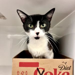 Chococat is a one-year-old sweetheart who adores being around people and seeks out pets and affectio