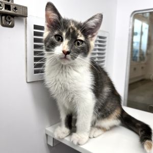 If youre looking for a playful loving and endlessly entertaining companion a kitten is always re