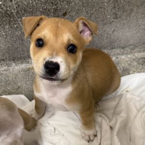 This little 2-month bundle of joy Pumpkin Roll is part of an adorable litter full of tail-wagging