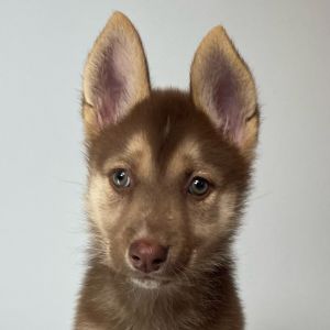 This little 2-month-old bundle of joy Will Zabka is part of an adorable litter