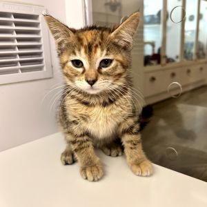 If youre looking for a playful loving and endlessly entertaining companion a kitten is always re