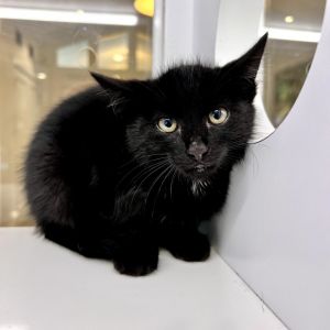 Crookshanks is a 2-month old kitten He is microchipped spayedneutered and h