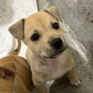 Strudel Labrador Retriever Dog