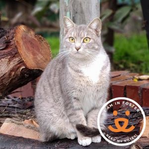 Sayla Domestic Short Hair Cat