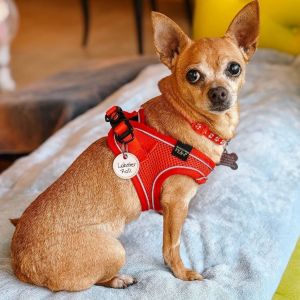 Although her name is Lobster Roll this sweet little chihuahua girl looks more like a cinnamon roll