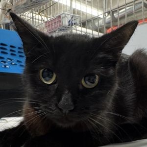 Galaxy Domestic Short Hair Cat