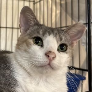 Tilda Domestic Short Hair Cat