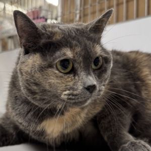 Sugar Plum Domestic Short Hair Cat