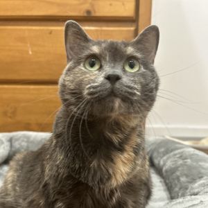 Sugar Plum is currently in foster care and ready for adoption via our virtual process Learn more ab