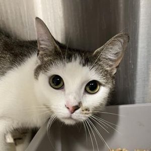 Amber Domestic Short Hair Cat